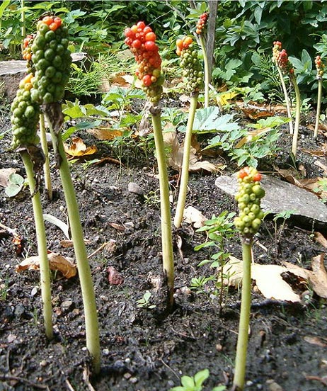 Aronstab (Arum orientale subsp. orientale