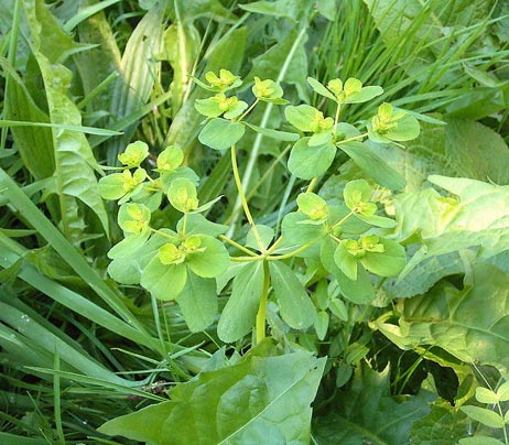 Sonnwend-Wolfsmilch (Euphorbia helioscopia)