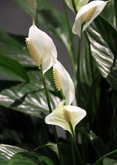 Aronstabgewächs - Spathiphyllum wallisii