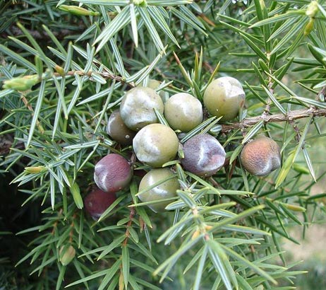 Zedern-Wacholder (Juniperus oxycedrus)