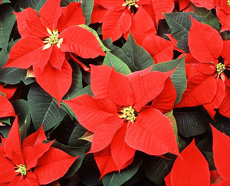 Weihnachtsstern (Euphorbia pulcherrima)