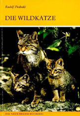 Die Wildkatze