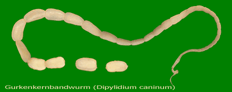 Gurkenkernbandwurm (Dipylidium caninum)