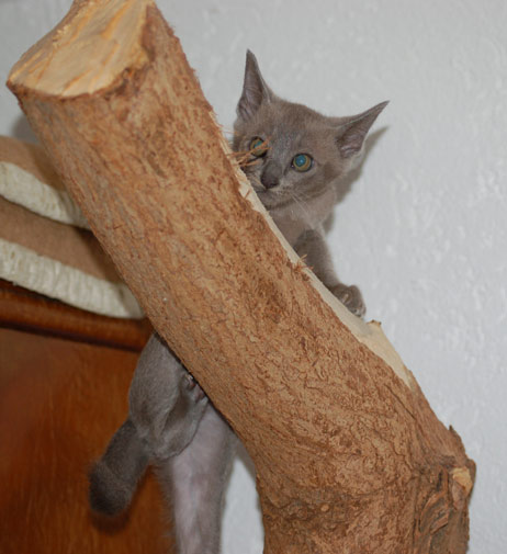 Katze auf dem Kratzbaum