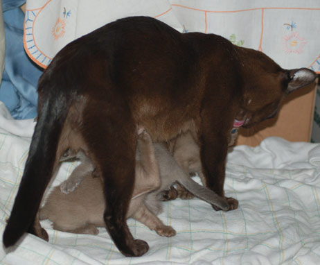 Katzenmutter mit ihren Kitten