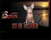canadian-sphynx-von-der-seenplatte