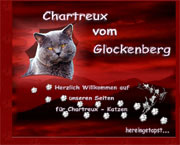 Chartreux vom Glockenberg