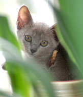 Kitten. Burmese blau