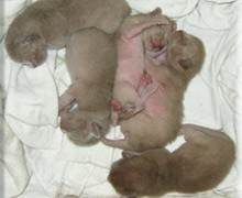 Burma Kitten drei Tage alt