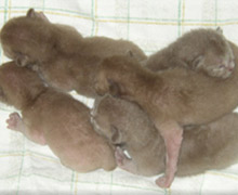 fünf Burma Kitten - vier Tage alt