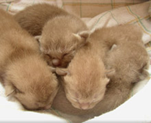wuschelige Burma Kitten 4 Tage alt