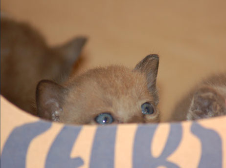 Kitten braun, Burmakätzchen noch mit blauen Augen