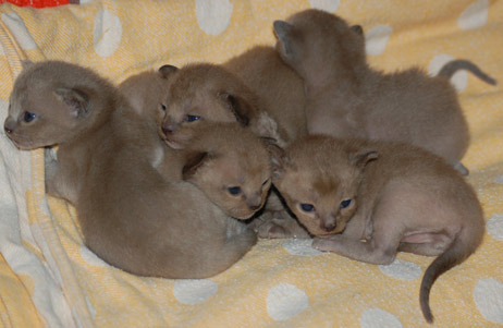 gut entwickelte kleine Burmesen Kitten