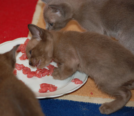 kleine Burmakatzen beim Fressen