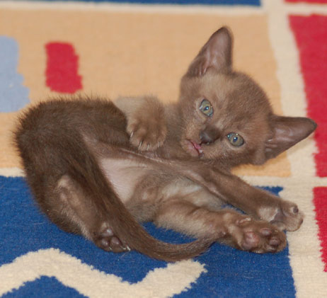 Burma Kitten 6 Wochen alt