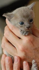 Burma Kitten blue
