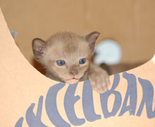 Burma Kitten braun - drei Wochen alt