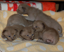 Burma Kitten 15 Tage alt