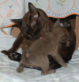 Katzenmutter mit Kitten