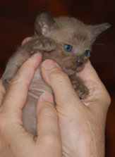 Burma Kitten - braun
