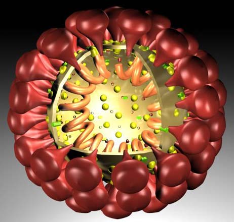 Modell: Coronavirus