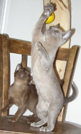 zwei Burma-Katzen