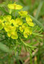 Zypressen-Wolfsmilch (Euphorbia cyparissias)