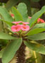 Euphorbia milli