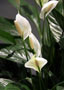 Spathiphyllum wallisii