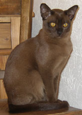 Burmakater braun