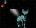 Canadian Sphynx Canadian Sphynx