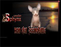 canadian-sphynx-von-der-seenplatte canadian-sphynx-von-der-seenplatte