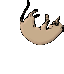 purzelkatze gif