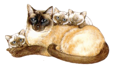 katzenmama