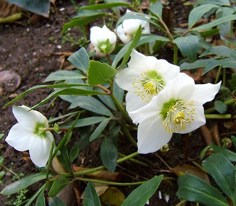 Christrose (Helleborus niger) Christrose (Helleborus niger)