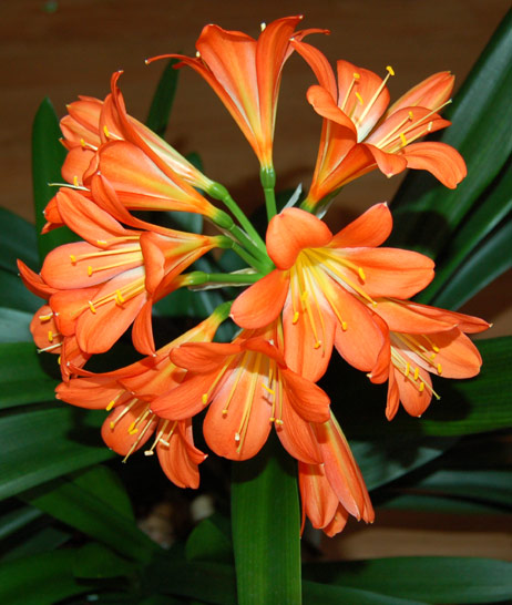 Clivia miniata (Riemenblatt)