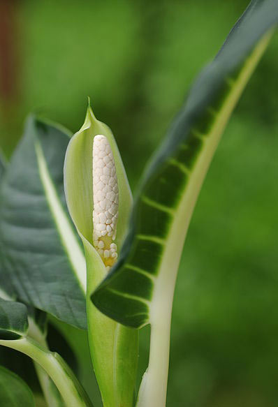 dieffenbachia