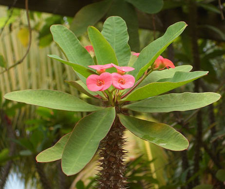 Christusdorn (Euphorbia milii)