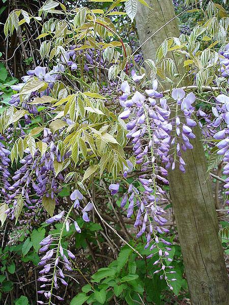 Japanische Wisteria (Wisteria floribunda)