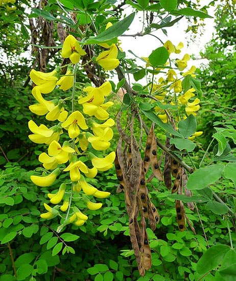 Gemeiner Goldregen (Laburnum anagyroides)