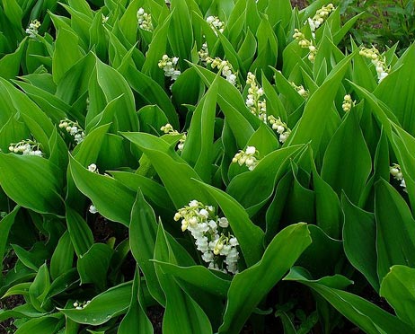 Maiglöckchen (Convallaria majalis)