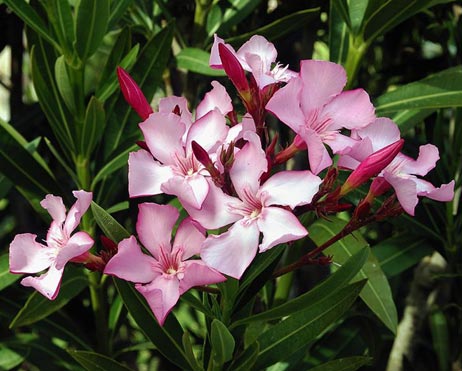 Oleander (Nerium oleander)