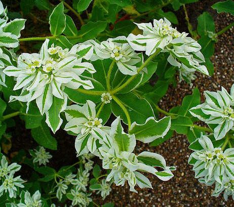 Euphorbia marginata