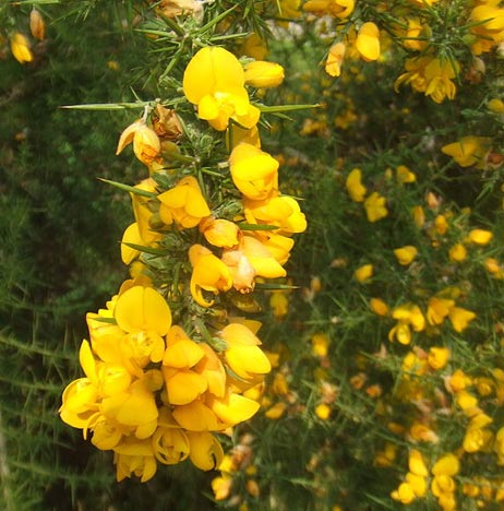 Stechginster (Ulex europaeus)