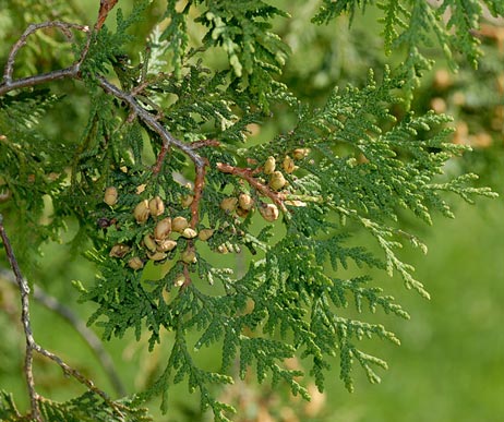 Abendländischer Lebensbaum (Thuja occidentalis)