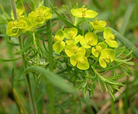 Zypressen-Wolfsmilch (Euphorbia cyparissias)