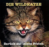 die Wildkatze