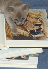 Katze & Bücher