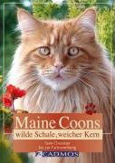 Maine Coon: wilde Schale, weicher Kern