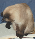 Simba der Katzenbücherwart